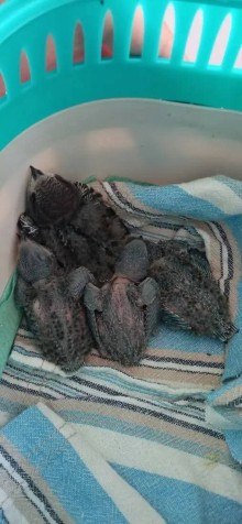Gerettete Mauersegler. Bild: SPB "SAVE THE SWIFT"